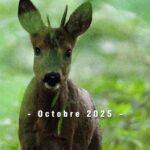 Calendrier des Manifestations – Octobre 2025 – Office de tourisme Bray Eawy
