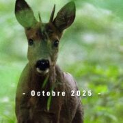 Calendrier des Manifestations – Octobre 2025 – Office de tourisme Bray Eawy
